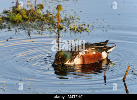 Canard souchet - Anas clypeata (spatule) dans l'eau d'alimentation des canards mâles Banque D'Images