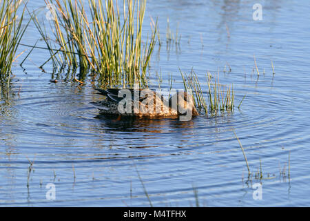 Canard souchet - Anas clypeata (spatule) Canard femelle dans l'eau d'alimentation Banque D'Images