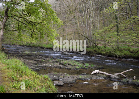 River Barle au nord du pont des marais, Exmoor, Dulverton, Somerset Banque D'Images