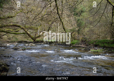 River Barle au nord du pont des marais, Exmoor, Dulverton, Somerset Banque D'Images