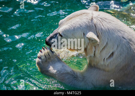 L'ours polaire femelle manger du poisson dans l'eau. Head shot. Banque D'Images