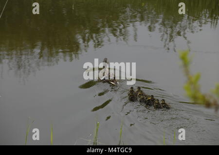 Mère nage avec les canards colverts bébé Banque D'Images