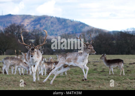 Troupeau de daims dans le parc avec les jeunes s'ébattent dans l'avant-plan de cerf et de bois à l'arrière-plan Banque D'Images