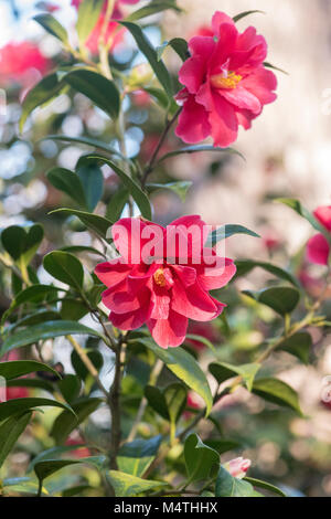 Camellia williamsii × 'Freedom Bell' floraison en février. UK Banque D'Images