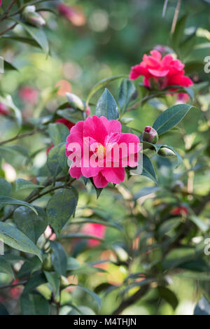 Camellia williamsii × 'Freedom Bell' floraison en février. UK Banque D'Images