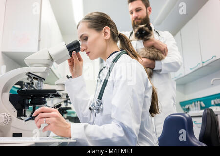 Les médecins vétérinaires d'analyse des échantillons sanguins de cat sous microscope Banque D'Images