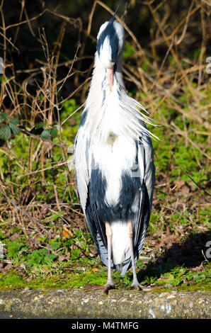 Par l'attente Heron Lakeside en attente d'une proie capturée par un photographe patient dans la salle d'attente comme un oiseau fascinant de regarder Banque D'Images