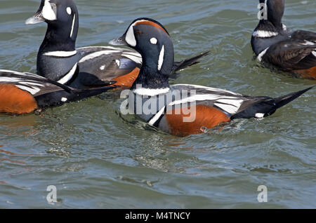 L'Arlequin plongeur (Histrionicus histrionicus) sur l'eau ouverte. C'est un petit canard de mer. Banque D'Images