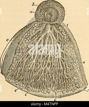 'Feminology ; un guide pour womankind, donnant en détail des instructions quant à la maternité, maidenhood, et la pépinière' (1902) Banque D'Images