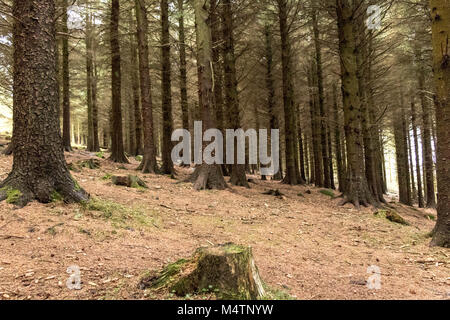 Arbres d'une forêt, Dublin. Banque D'Images