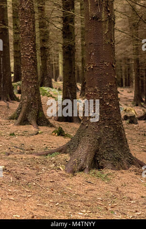 Arbres d'une forêt, Dublin. Banque D'Images