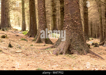 Arbres d'une forêt, Dublin. Banque D'Images