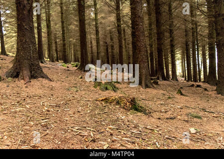 Arbres d'une forêt, Dublin. Banque D'Images