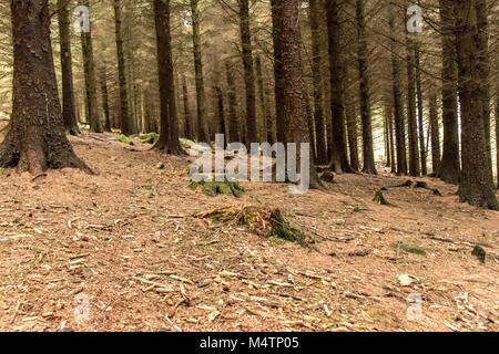 Arbres d'une forêt, Dublin. Banque D'Images