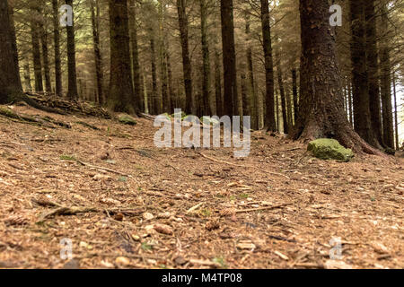 Arbres d'une forêt, Dublin. Banque D'Images