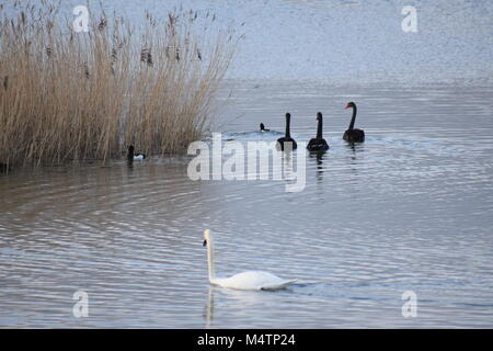 Trois CYGNES NOIRS ET UN Cygne Blanc à NAGER À PAGHAM HARBOUR NATURE RESERVE, WEST SUSSEX UK. Février 2018. Oiseau de l'ÉTAT DE L'AUSTRALIE OCCIDENTALE. Banque D'Images