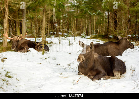 Groupe de trois orignaux adultes (Alces alces) reposant dans la neige. Deux vaches et un taureau. L'accent sur l'animal à l'avant. Banque D'Images