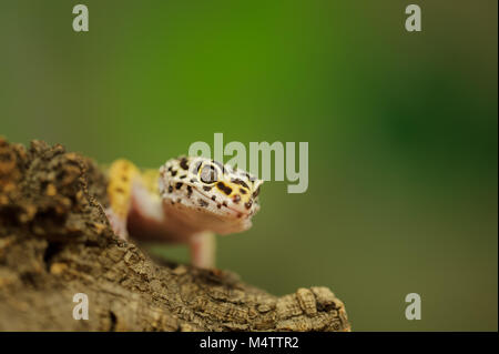 Gecko léopard commun avec un fond vert Banque D'Images