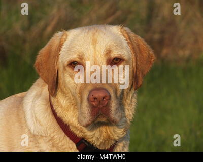 Belle Golden Labrador Portrait en plein air après une averse en début de soirée Banque D'Images