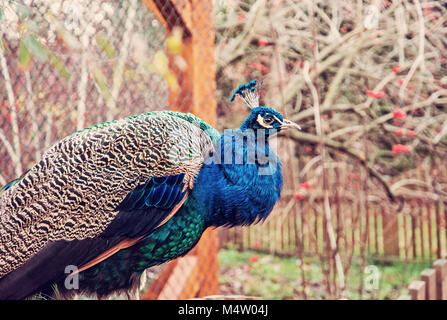 Courting paon rouge Photo Stock - Alamy