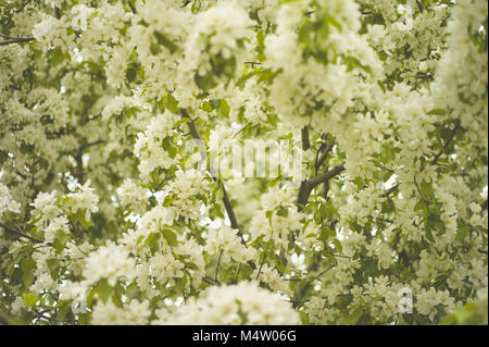 Brunch d'arbres avec des fleurs blanches. Sakura Banque D'Images