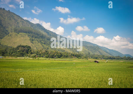 Très belle vue panoramique des paysages dans les plantations de riz dans l'île de Samosir, Lac Toba, Sumatra du nord. L'Indonésie Banque D'Images