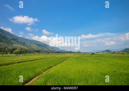 Très belle vue panoramique des paysages dans les plantations de riz dans l'île de Samosir, Lac Toba, Sumatra du nord. L'Indonésie Banque D'Images