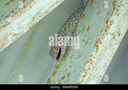 Close up Thaïlande gecko sur mur sous toit dans la maison Banque D'Images