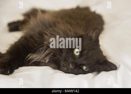 Chat noir à poils longs est posé sur une couette blanche sur un lit. Banque D'Images