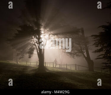 Personne marchant dans un parc ou un bois dans le brouillard pendant la nuit Banque D'Images