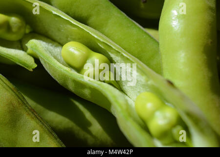 Vicia faba fraîchement cueillis ou fèves, également connu sous le nom de fèves, féveroles, haricot, haricot bell, tic bean. Banque D'Images