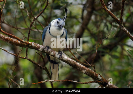 Cassican à gorge blanche Jay yeux de certains produits alimentaires potentiellement assis sur une branche dans le parc national Arenal dans le nord du Costa Rica. Banque D'Images