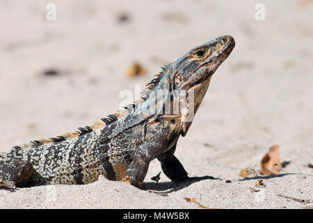 L'Iguane sauvage au sable d'une plage dans le Parc National Manuel Antonio Puntarenas, Province du sud du Costa Rica. Banque D'Images