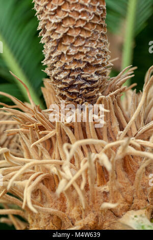 Sagoutier japonais, Japanese kottepalm (Cycas revoluta) Banque D'Images