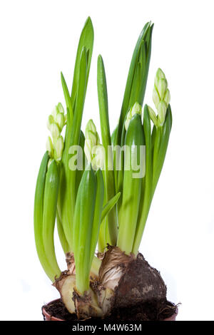 'White Festival' Dutch Jacinthe, Hyacinthus orientalis (Multiflorahyacint) Banque D'Images