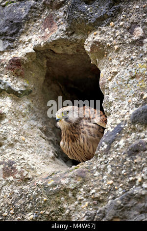 Faucon crécerelle (Falco tinnunculus), adulte, assis en face de roche, Eifel, Allemagne Banque D'Images