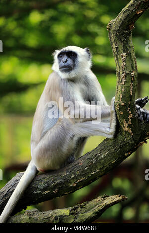 Plaines du Nord gray langur (Semnopithecus animaux singe), adulte, assis sur l'arbre, vigilants, captive Banque D'Images