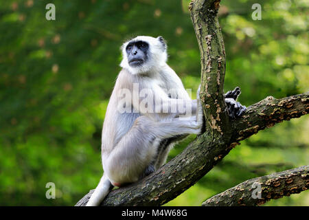 Plaines du Nord gray langur (Semnopithecus animaux singe), adulte, assis sur l'arbre, vigilants, captive Banque D'Images