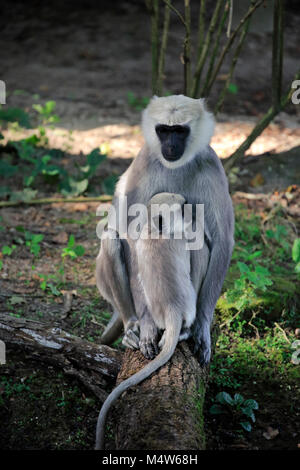 Plaines du Nord gray langur (Semnopithecus animaux singe), barrage avec cub, le comportement social, captive Banque D'Images