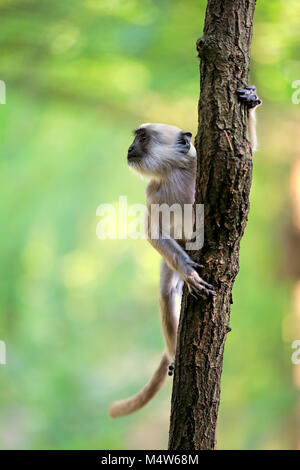 Plaines du Nord gray langur (Semnopithecus animaux singe), Cub monte sur l'arbre, captive Banque D'Images