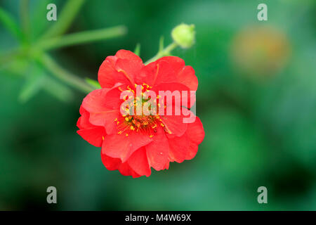 Benoîte écarlate (Geum coccineum), oranger, Allemagne Banque D'Images