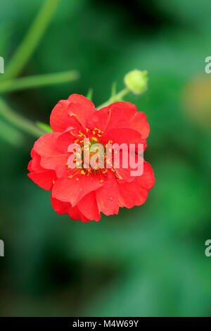 Benoîte écarlate (Geum coccineum), oranger, Allemagne Banque D'Images