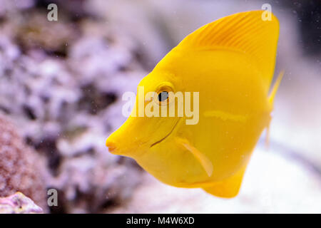 Tang jaune, poisson Zebrasoma flavenscens Banque D'Images