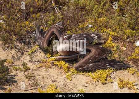 Dead Californie Pélican brun Pelecanus occidentalis californicus Banque D'Images