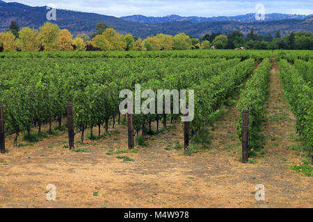 Les vignobles de Napa sur l'image en Californie Banque D'Images