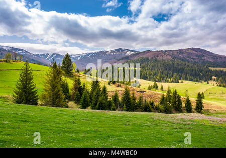 Sapins sur les pentes herbeuses en région montagneuse. superbe paysage de montagnes des Carpates au printemps Banque D'Images