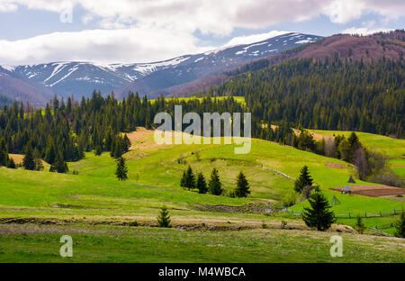 Sapins sur les pentes herbeuses en région montagneuse. superbe paysage de montagnes des Carpates au printemps Banque D'Images