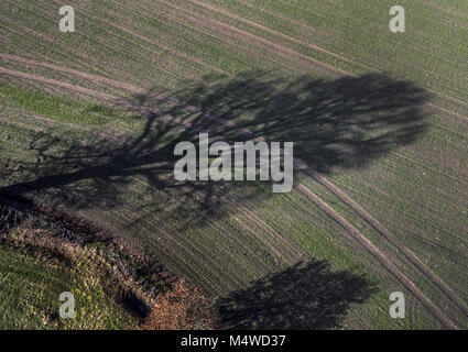 L'ombre d'un arbre sans feuilles en hiver sur les terres agricoles dans le Worcestershire, Angleterre. Banque D'Images