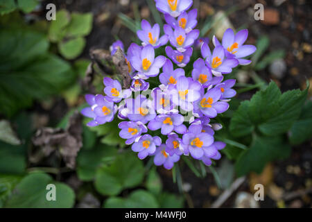 Bouquet de fleurs pures Banque D'Images
