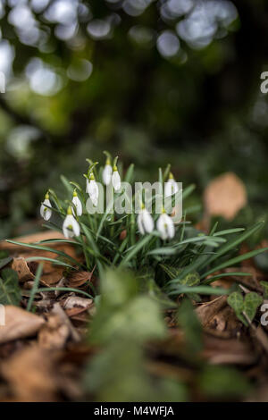 Fleur de printemps Banque D'Images